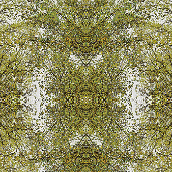 Galerie Wallcoverings Product Code 116-2 - Oasis Wallpaper Collection -   